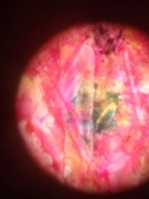 NIKON LABOPHOT-2 MICROSCOPE