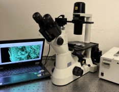 Nikon TS-100 Eclipse Inverted Fluor Phase Contrast Microscope